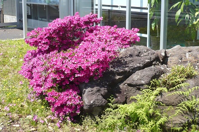 群桐エコロ株式会社の花壇の写真