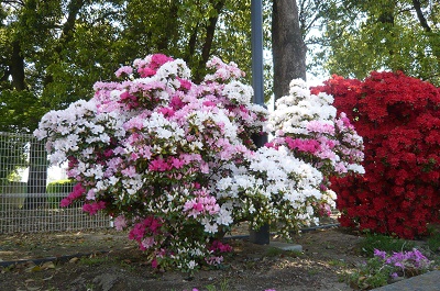 群桐エコロ株式会社の花壇の写真