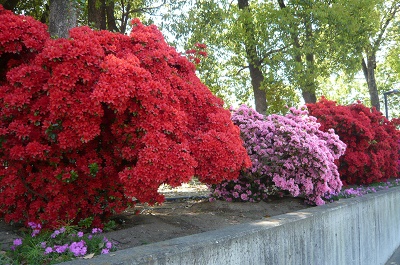 群桐エコロ株式会社の花壇の写真