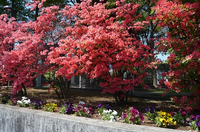 群桐エコロ株式会社の花壇の写真